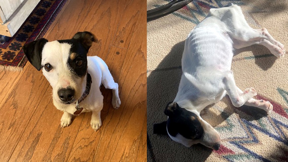 ABC30's tweet photo. A dog who survived after standing 10 weeks by her owner who died of hypothermia while hiking in the Colorado mountains has almost regained her weight. https://t.co/ssWogohKVA https://t.co/8VPANkcDtZ