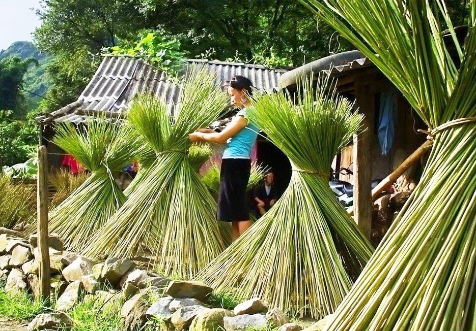 hmongcraft's tweet photo. Cây Lanh hay còn gọi là cây gai dầu và trải qua hơn 40 bước nặng nhọc, người Hmong mới tạo lên những tấm vải.
#hmongcraft,#hemp,#vaithucong,#detthucong https://t.co/wWHr3sbibY