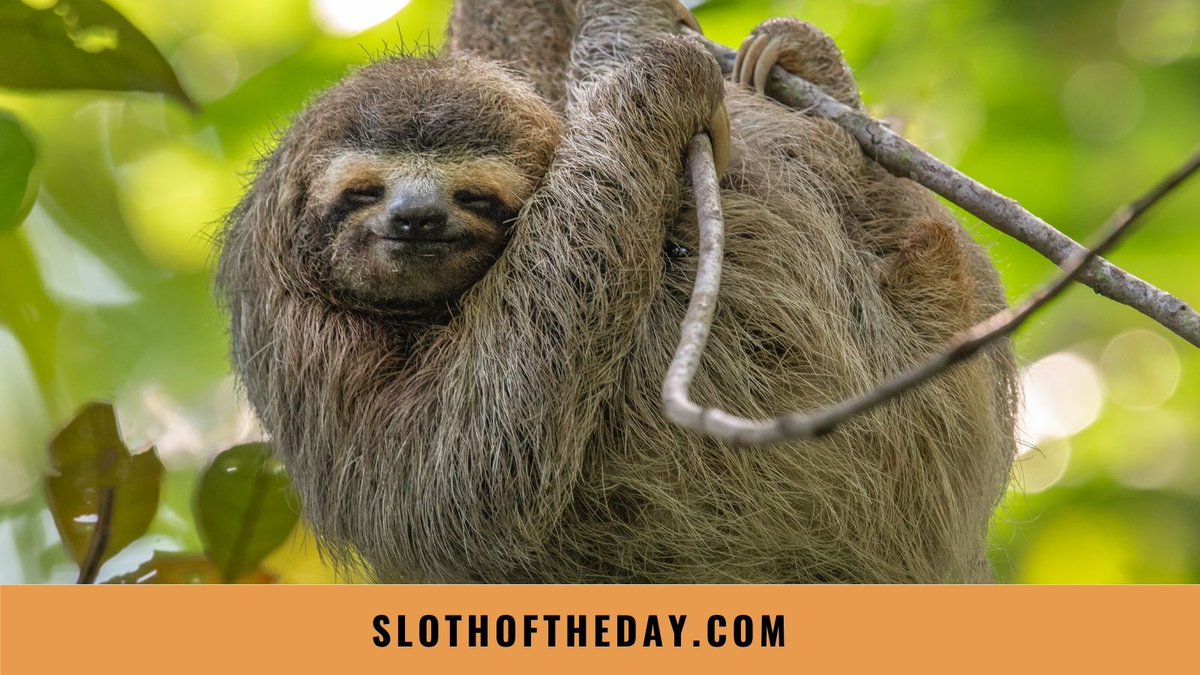 day_sloth's tweet photo. We love sloths, and love to talk about them.
If you would like to learn more about these adorable creatures please visit our website https://t.co/mXqe9I0Gbi
#sloth #slothaddict #lovesloth #slothlover #slothoftheday https://t.co/HX0nF2cw6H