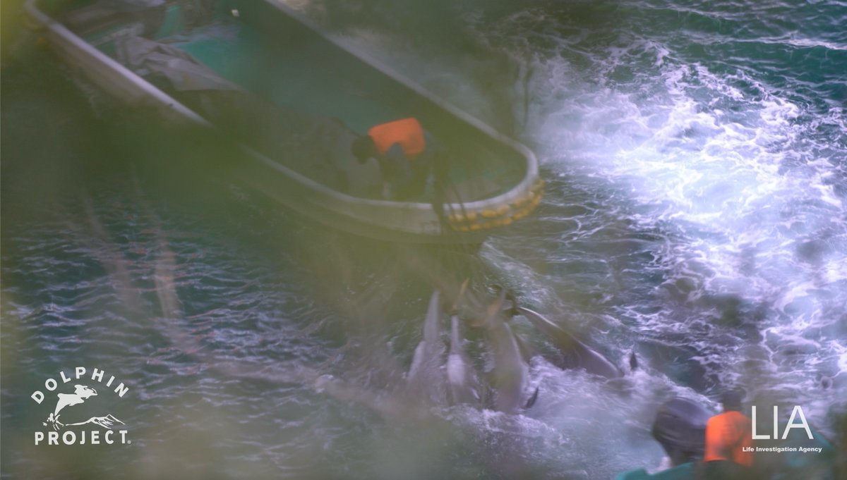 Dolphin Project tweet media