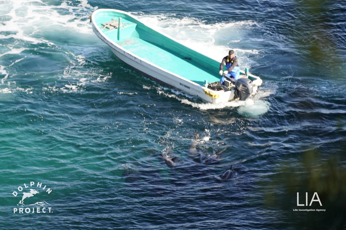 Dolphin Project tweet media