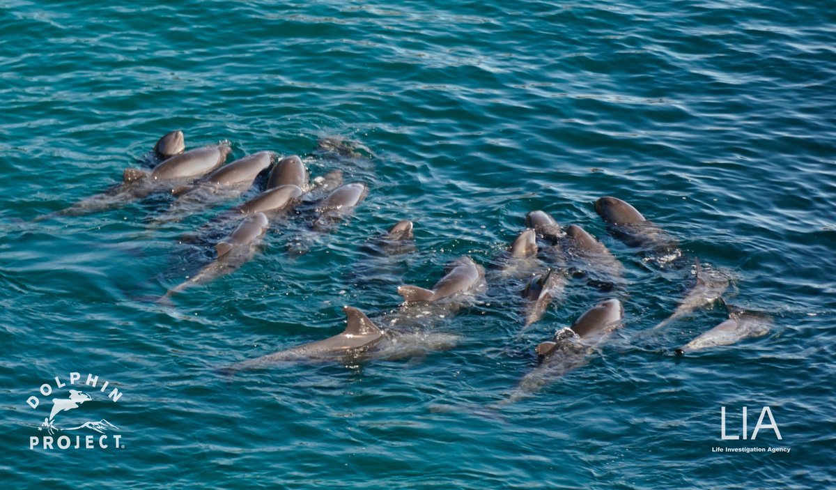 Dolphin Project tweet media