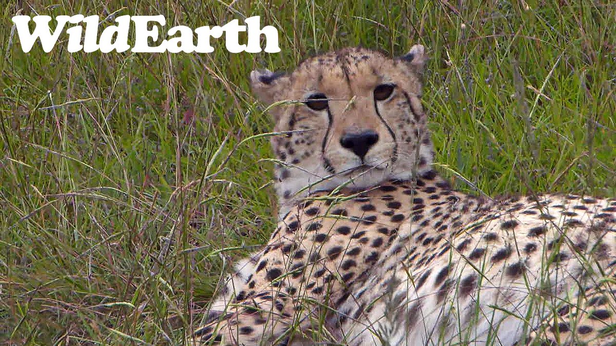 WildEarth's tweet photo. Our hearts are smiling at the sight of the 3 Amigos in Amakhala! #wildearth https://t.co/KJGQeUKe3L