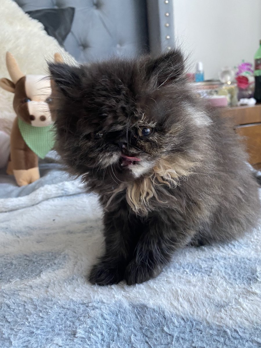 _trbh's tweet image. q cosita tan bella eres