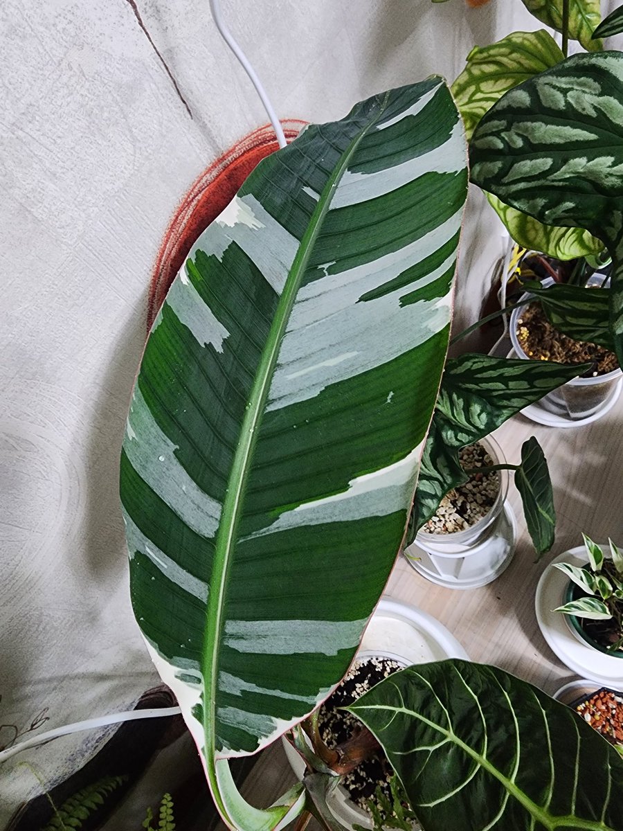 그후에 또 왕큰잎 나왔따!!!+ㅁ+