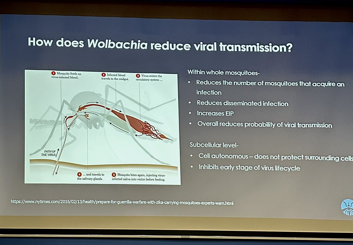 Prof Johanna Fraser <a href="/johannafraserm1/">Johanna Fraser, PhD</a>  of <a href="/MonashUni/">Monash University</a> presents her lab’s studies on how Wolbachia affects dengue virus replication by disrupting the replication site. This work out soon in mBio. Kriiger Loterio et al. #IVBDC2023
