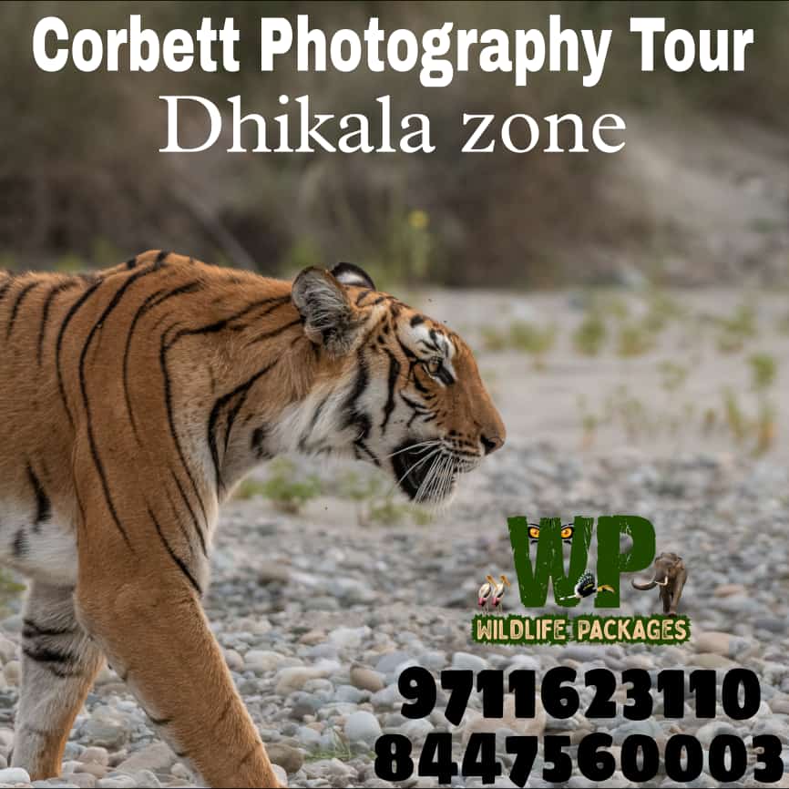 wildlifepackage's tweet photo. #CORBETT #WildlifePhotography Tour
25-Nov Last 1 Seat Left
- 1n in #Dhikala FRH
- 3 #safari

Optional for 26Nov
- 1n in Kaladungi 
- 2 #Birding sessions

Contact
9711623110, 8447560003

#wildlife #wildlifetourism #Tigers #tiger #birdwatching #birds  #wildlifephotographer #corbett https://t.co/3f4XrhBbyH