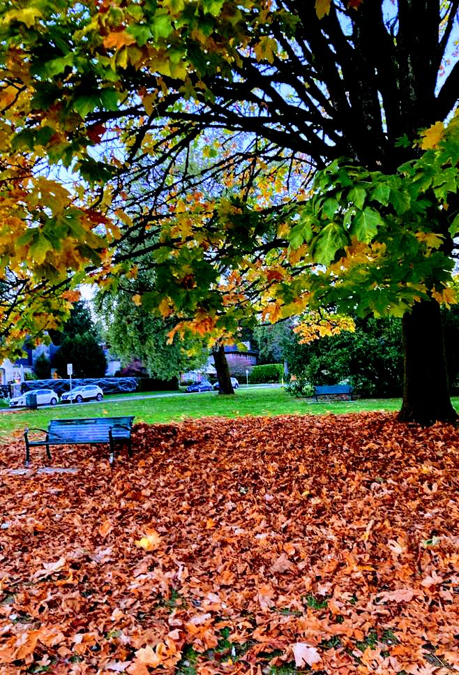 Yvette10090's tweet photo. Now this day in autumn is not going to be back for a long while because... winter's here!🪵🍁🍂

(Reposting photo) 

#Oct31st #StormHour #ThePhotoHour #StormHourThemes @StormHour @ThePhotoHour https://t.co/tDXS5PcNEA