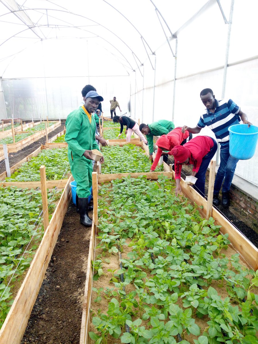 Did you know that, greenhouses play a crucial role in potato seed multiplication, providing controlled environments for optimal growth, protecting against pests, and ensuring higher yields. @IPRCMusanze @spf_ikigega  @RwandaAgri  #GreenhouseFarming #PotatoSeeds 🌱🏡