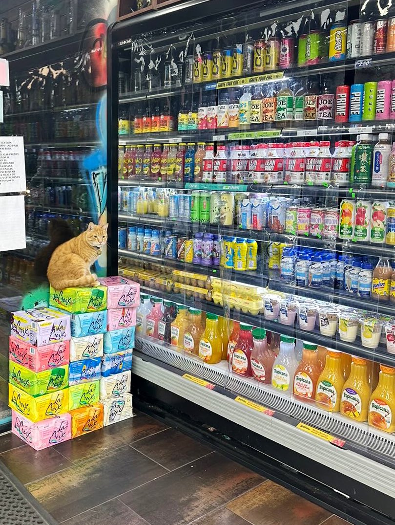 Bodegacats_'s tweet photo. https://t.co/KwTXDq7yLm