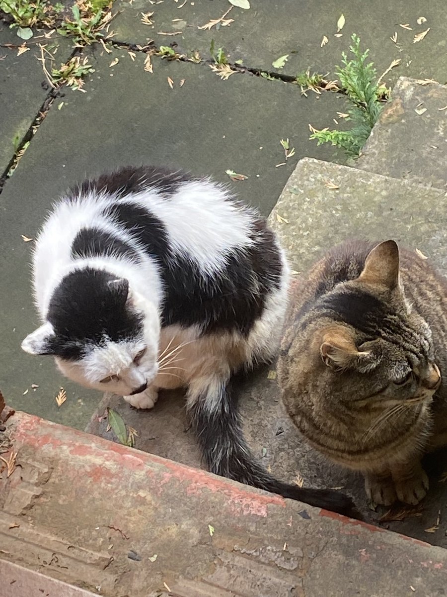 In this time of global devastation financial crisis political upheaval and climate disaster…..I’m so glad I have kitty’s