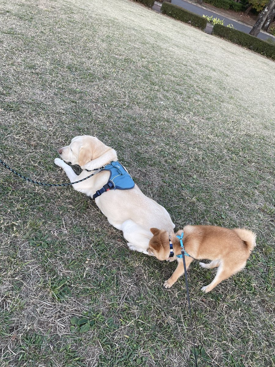 昨日は少し離れた公園でお散歩🐶
#豆柴 #柴犬 #柴犬のいる暮らし #犬好きさんとつながりたい