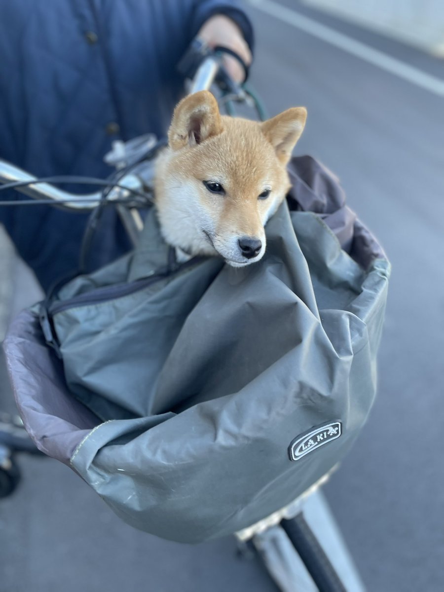 masayuri2's tweet photo. 昨日は少し離れた公園でお散歩🐶
#豆柴 #柴犬 #柴犬のいる暮らし #犬好きさんとつながりたい https://t.co/XxVIPSeizK