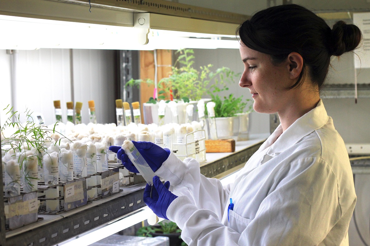 The Australian Inoculants Research Group (AIRG) in NSW DPI is looking for more efficient Rhizobia (Nitrogen fixing bacteria) for pulse crops in Australia. Ashlea Webster of DPI Soils pictured in the lab dpi.nsw.gov.au/inoculants @nswdpi <a href="/SouthernNSWHub/">Southern NSW Innovation Hub</a>