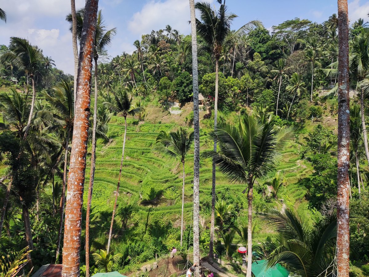 MysterMerveil's tweet image. 🇮🇩 Bali, Indonesia

#southeastasia #visitjava #balinesehinduism #ricefields #balibeaches #balinature