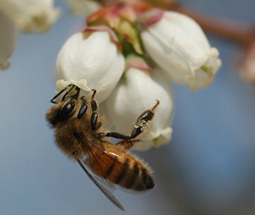 RobertValcov's tweet photo. MY DAILY BEE FACTOID

Do you like BLUEBERRIES? Pollinators increase the no. of flowers setting fruit 10-30 % to 70%+. A mature Rabbiteye Blueberry bush produces up to 15 lbs. of berries. Managed HONEYBEES do the job best, according to AGS scientists.

Please RT. #savethebees https://t.co/o5bxSlZQiI