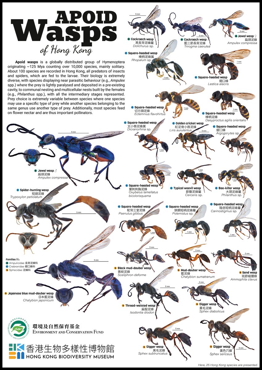Our new poster features apoid wasps, a group of wasps very close to bees, with 25 species of the 100 species found in Hong Kong displayed on this new poster. These wasps are insect and spider predators but also floral visitors.