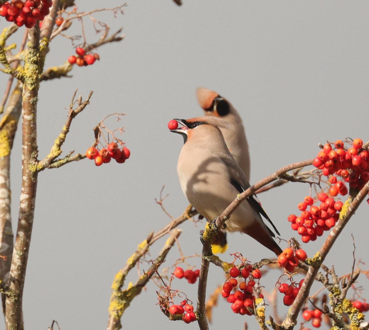 ValHaslam's tweet photo. @WaxwingsUK Two from Crosspool Sheffield https://t.co/roL9xJXWmz