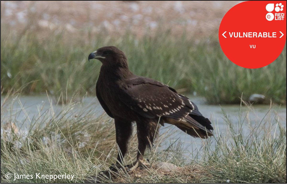 1/6 | #BOUsci23 | #Break1 Greater Spotted Eagle populations are declining across their breeding range in Europe due to habitat loss & hybridisation with Lesser Spotted Eagles - they also migrate across a broad front where they are exposed to a host of other threats