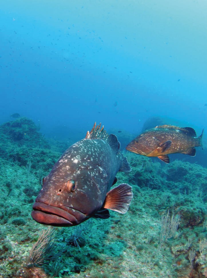 Préfecture maritime de la Méditerranée tweet media