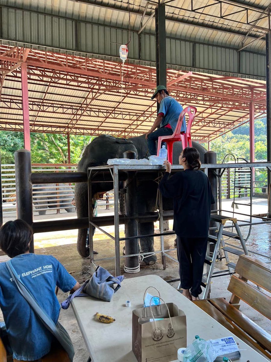 เคสด่วนๆบ่ายวันอังคาร ช้างแม่บัวทอง กินดิน มีอาการปวดท้อง อ้าปาก ถ่ายปนดินจำนวนมาก
วันนี้คุณหมอทาง  คลินิกช้างปางช้างแม่แตง, Baan Chang Elephant Park ช่วยให้น้ำเกลือ ยาลดปวด และดูอาการใกล้ชิดจนกว่าจะถ่ายดินออกหมด🐘
🙏🏼ขอบพระคุณผู้บริจาคทุกท่าน
#ช่วยช้างถึงช้าง