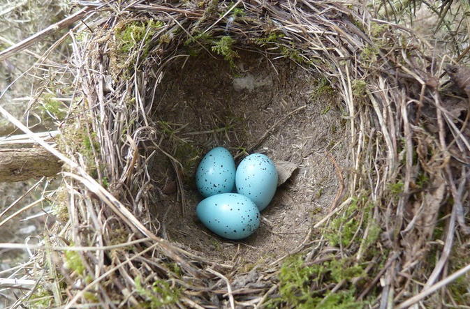 The nest of the #africanthrush is cup shaped, kinder bulky, constructed using plant fibers and mud lined with the fine grasses, roots and leaves. The female African thrush lays 2-3 eggs but when it comes to feeding the young ones, both sexes have to participate.
#visituganda