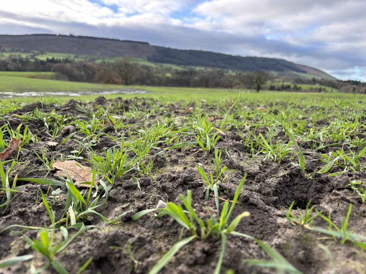 Agronomysilvers's tweet photo. Wheats looking well some have had pre-em and some being grazed by sheep ๐ coming off next week however the ground is saturated still from the weekends rainfall currently sitting at 85mm for November @AgriiUK @Bayer4CropsUK #difficult2023 #winterwheats #letshopeforabetter2024 https://t.co/5iwf1y4mDU