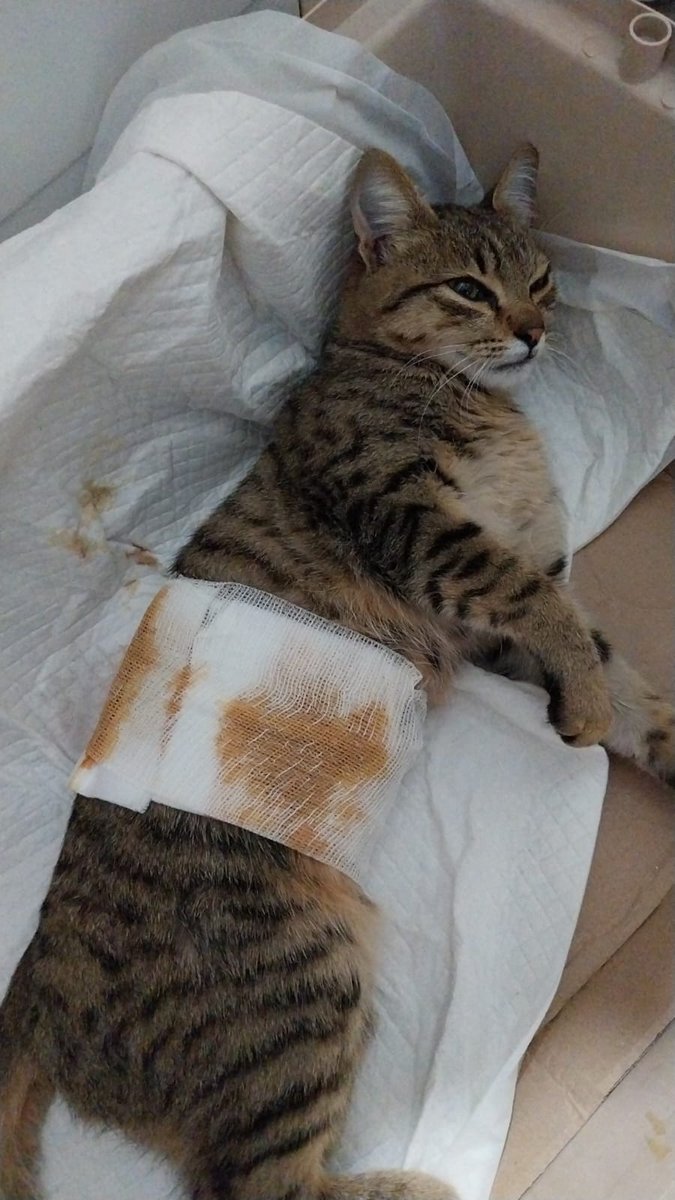 marenostrumdive's tweet photo. Sostieni OIPA Italia Odv anche tu con una donazione o un retweet. https://t.co/BwRjF60YGS https://t.co/U1VfTH2YDl