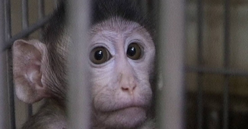 LAV_Italia's tweet photo. Con un libro @Einaudieditore dice che le atrocità della sperimentazione sugli animali appartengono a un lontano passato.

In realtà sono centinaia di migliaia gli animali che soffrono ogni anno nei laboratori italiani e per test non utili a umani. E lo chiamano progresso... 👇