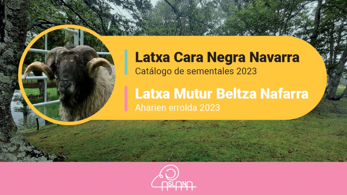 IntiaSa's tweet photo. Publicado el nuevo catálogo 2023 de #sementales de #ovino de raza Latxa de Cara Negra de #ASLANA, la Asociación de Criadores de Ovino de raza #Latxa de #Navarra.

El catálogo recoge la selección de 21 ejemplares (9 testajes y 12 mejorantes).

➡https://t.co/qNrvWIPt1U https://t.co/FY8aPHb6he