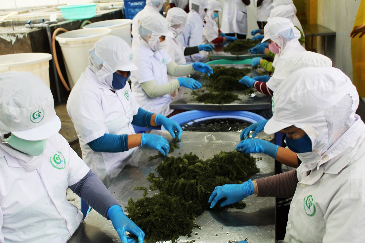 UNCTAD's tweet photo. Despite its rich natural resources, one third of Angola’s population still lives below the international poverty line.
With @UNCTAD & the European Union's support, Angola is focusing on developing the fisheries & aquaculture sector. ➡️https://t.co/XyQARiPfwL
#WorldFisheriesDay https://t.co/djEh94NRZj