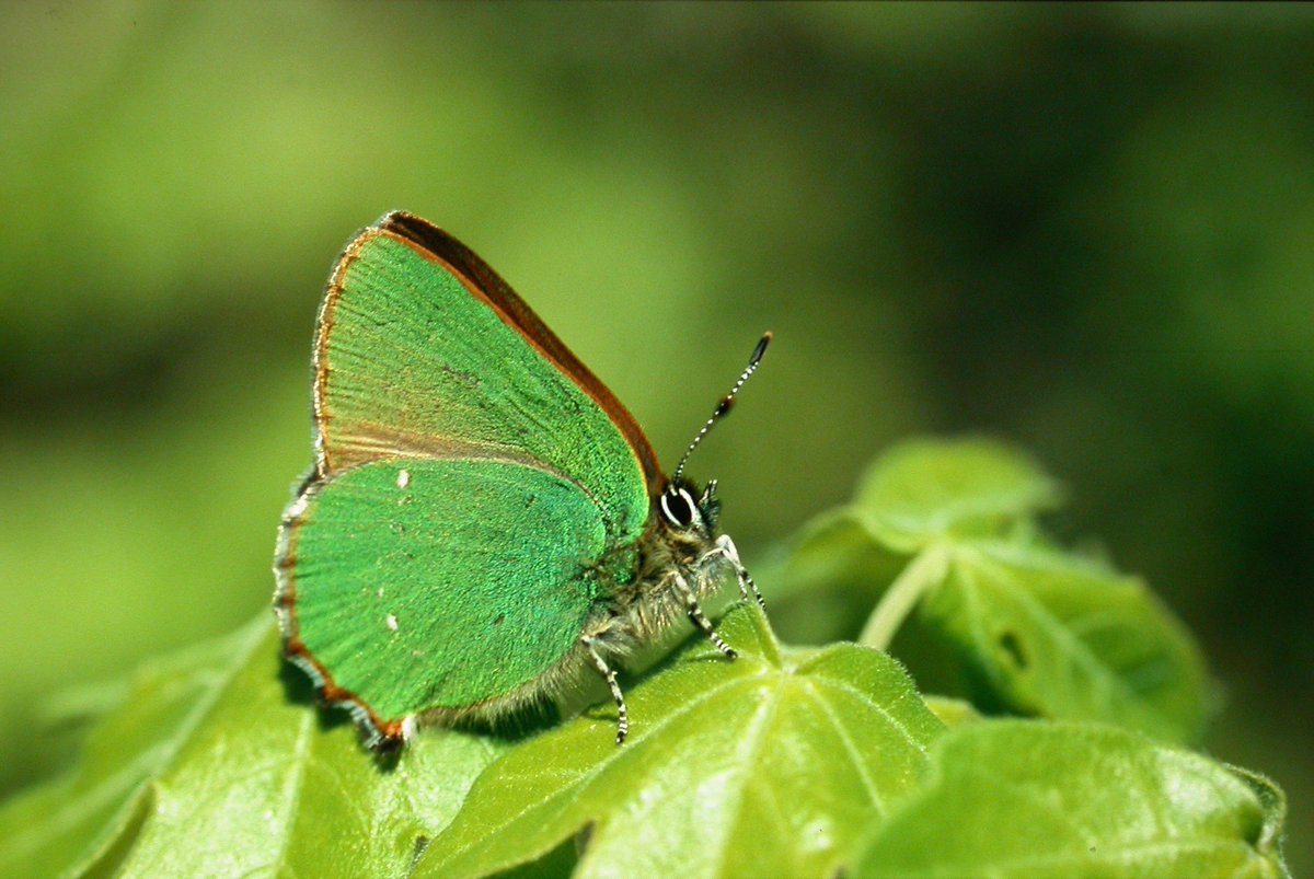 Hi #Popgen #evolution #ecology people: I'm always looking for more Ne/Nc data to verify, scrutinize and add to a database, linking life history traits to Ne/Nc. If you see a paper with Ne and Nc data, pm it to me! thanks. please RT - a green hairstreak - Callophrys rubi
