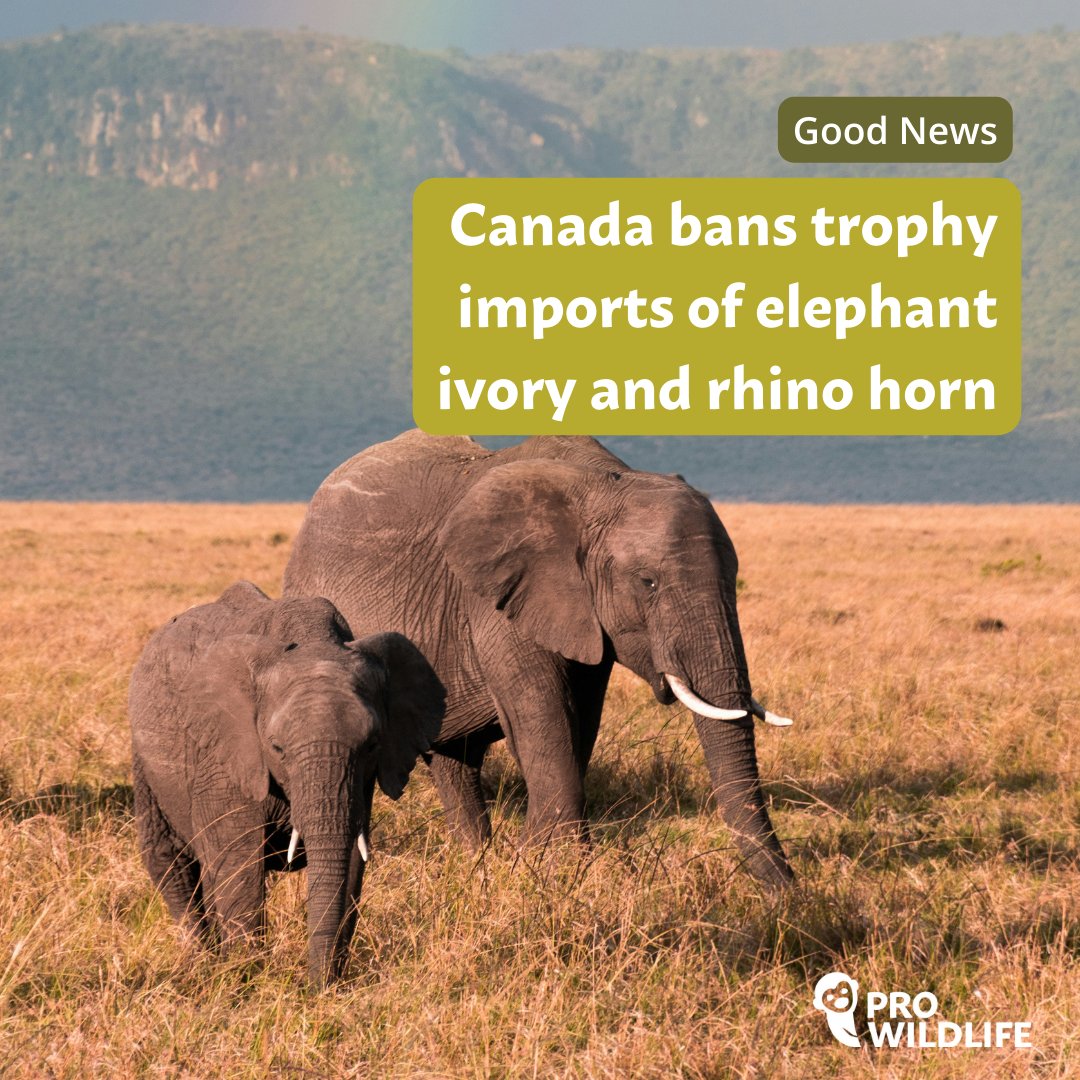 🎉 Big success for a better #protection of #elephants & #rhinos‼️ @Canada no longer issues permits for #hunting #trophy imports containing 🐘#ivory & 🦏horn❗️ 🥳❤️💪 #BanTrophyHunting #WorthMoreAlive 
@JN_Gesenhues @SteffiLemke @RipaManuela @AnnaDeparnay