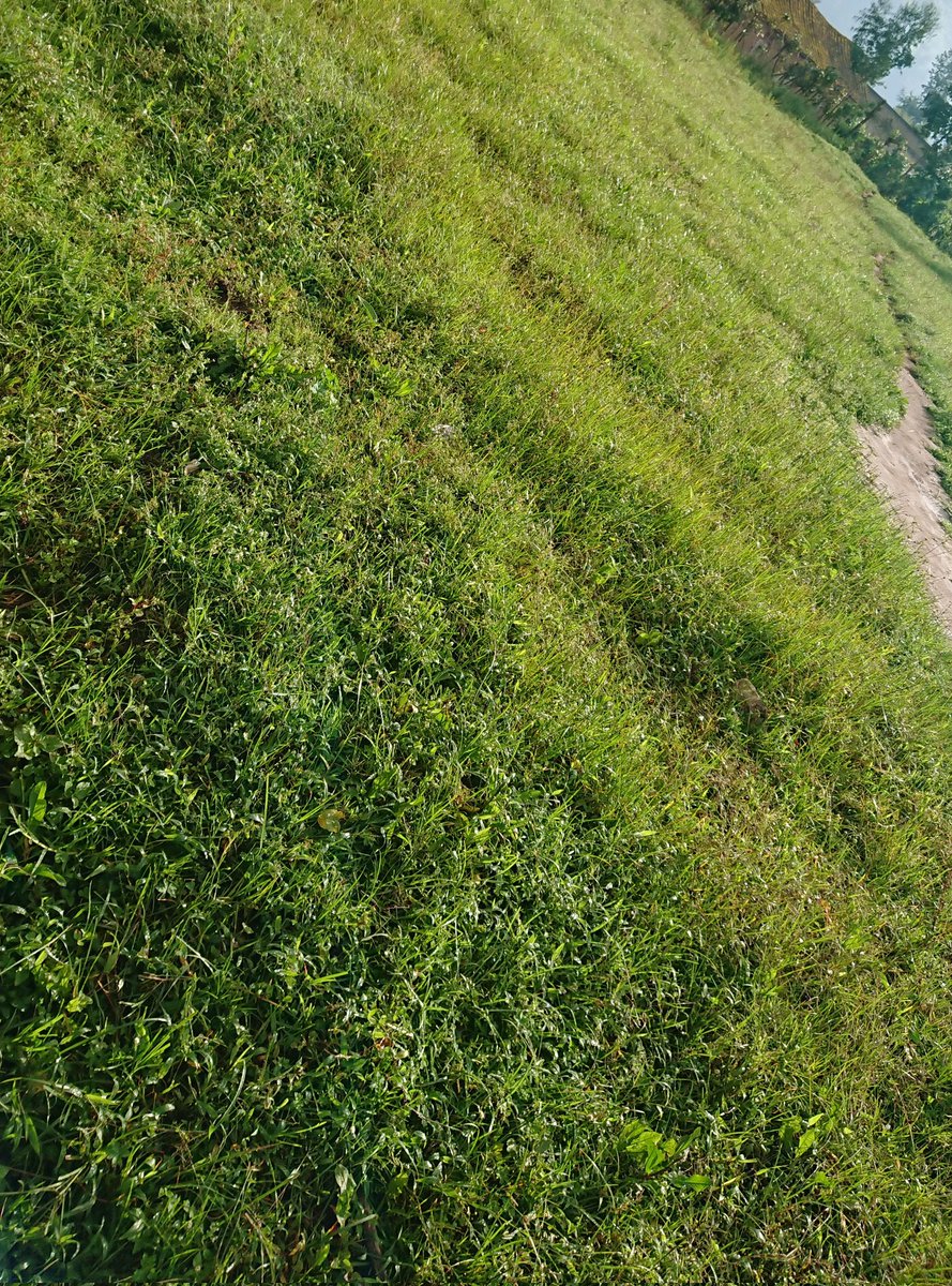 N_SmartFarmer's tweet photo. #Fallowing is one farming technique which allow #land to recover and store organic matter and also act as #soilconservation technique used by @Agronomme_ @Carolyn__5752 @agriresearchclb, @rwanda_climate @REMA_Rwanda https://t.co/yLVlATDwfz