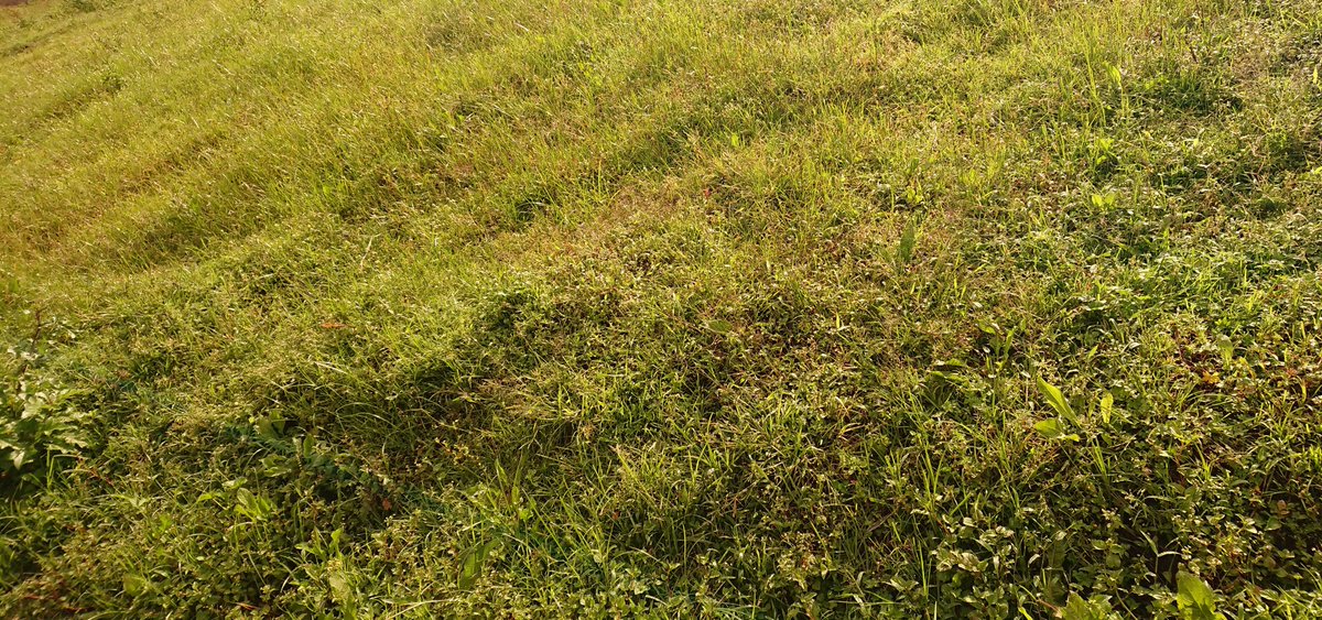 N_SmartFarmer's tweet photo. #Fallowing is one farming technique which allow #land to recover and store organic matter and also act as #soilconservation technique used by @Agronomme_ @Carolyn__5752 @agriresearchclb, @rwanda_climate @REMA_Rwanda https://t.co/yLVlATDwfz