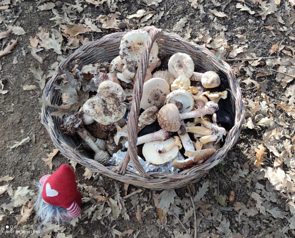 AlessandroCochi's tweet photo. #Faggeta, #querce, #pini, muschi, licheni, un mare di #funghi, bacche, pungitopo, foliage, nell'intenso #bosco  fino all'incontro con folletti, cattedrali di #alberi e i #cinghiali nel #trekking autunnale da #Oriolo Romano (VT).  #natura #salute psicofisica. #Lazio #Italia https://t.co/RchVOzm2rn