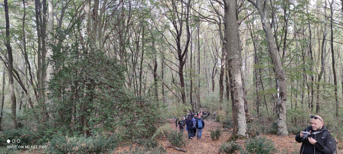 AlessandroCochi's tweet photo. #Faggeta, #querce, #pini, muschi, licheni, un mare di #funghi, bacche, pungitopo, foliage, nell'intenso #bosco  fino all'incontro con folletti, cattedrali di #alberi e i #cinghiali nel #trekking autunnale da #Oriolo Romano (VT).  #natura #salute psicofisica. #Lazio #Italia https://t.co/RchVOzm2rn