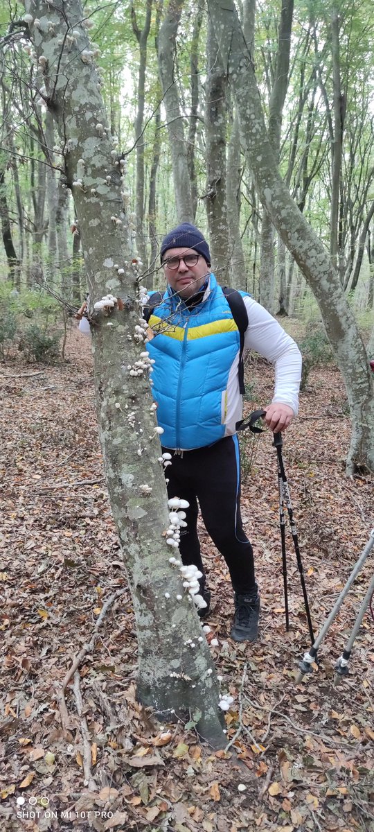 AlessandroCochi's tweet photo. #Faggeta, #querce, #pini, muschi, licheni, un mare di #funghi, bacche, pungitopo, foliage, nell'intenso #bosco  fino all'incontro con folletti, cattedrali di #alberi e i #cinghiali nel #trekking autunnale da #Oriolo Romano (VT).  #natura #salute psicofisica. #Lazio #Italia https://t.co/RchVOzm2rn