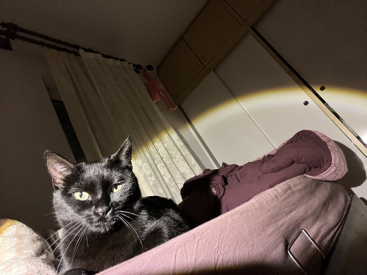 miyakuş (@mia_miyavv) on Twitter photo 