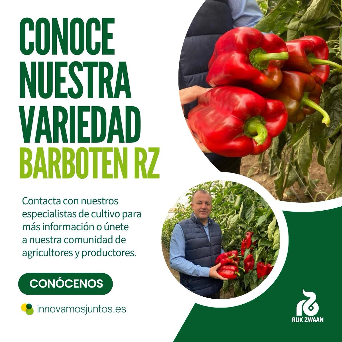 Hoy hablamos de nuestra novedad en pimiento lamuyo temprano 𝗕𝗮𝗿𝗯𝗼𝘁𝗲𝗻 𝗥𝗭 🫑 ¡Resistente a oídio! innovamosjuntos.es/novedades-de-p…