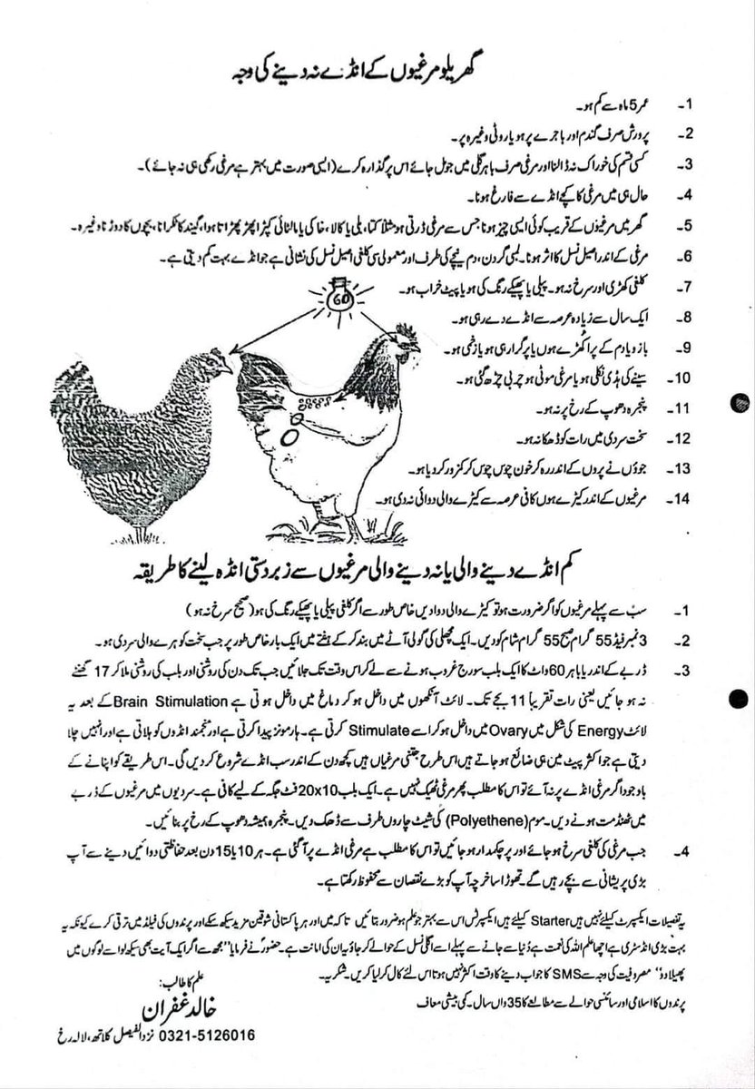 DCFAPakistan's tweet photo. گھریلو مرغیوں کے انڈے نہ دینے کی وجوہات https://t.co/2yakwhc8Im