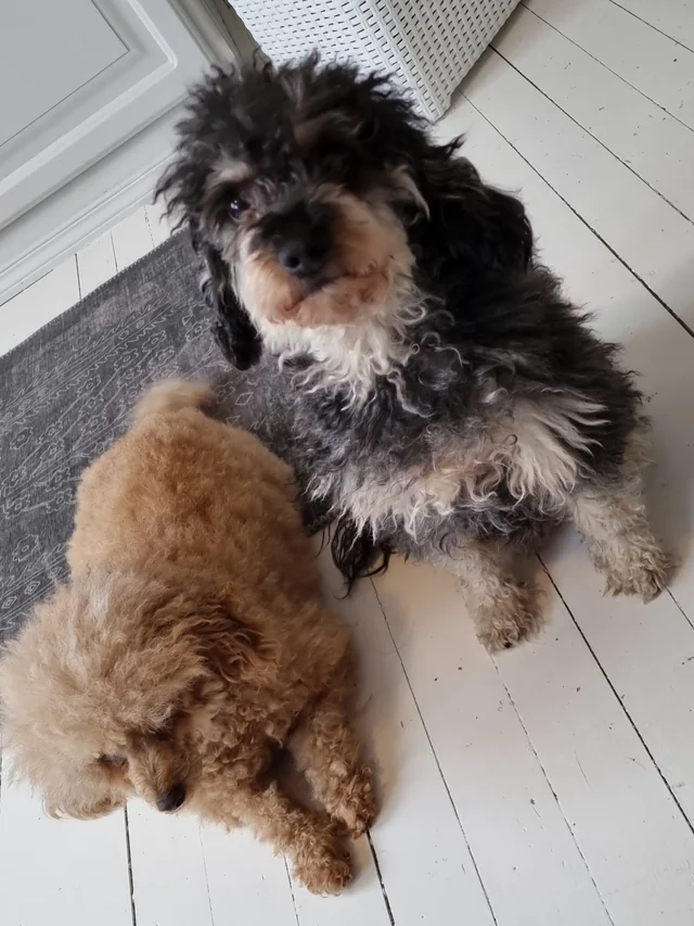 NiklassBader's tweet photo. I'm usually doing my dogs grooming at home, but due to moving I lost the charger for the machine, and now it is quite thick/long on one of them..(the red/apricot one). I am always scared to do it in the autumn/fall/winter, because I don't want them to be .. cold. https://t.co/xzt2a6Cfpi