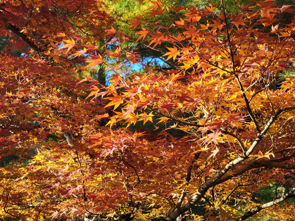 dharap's tweet photo. Kinkaku-ji temple #Kyoto #Japan https://t.co/3t2TUhaY92
