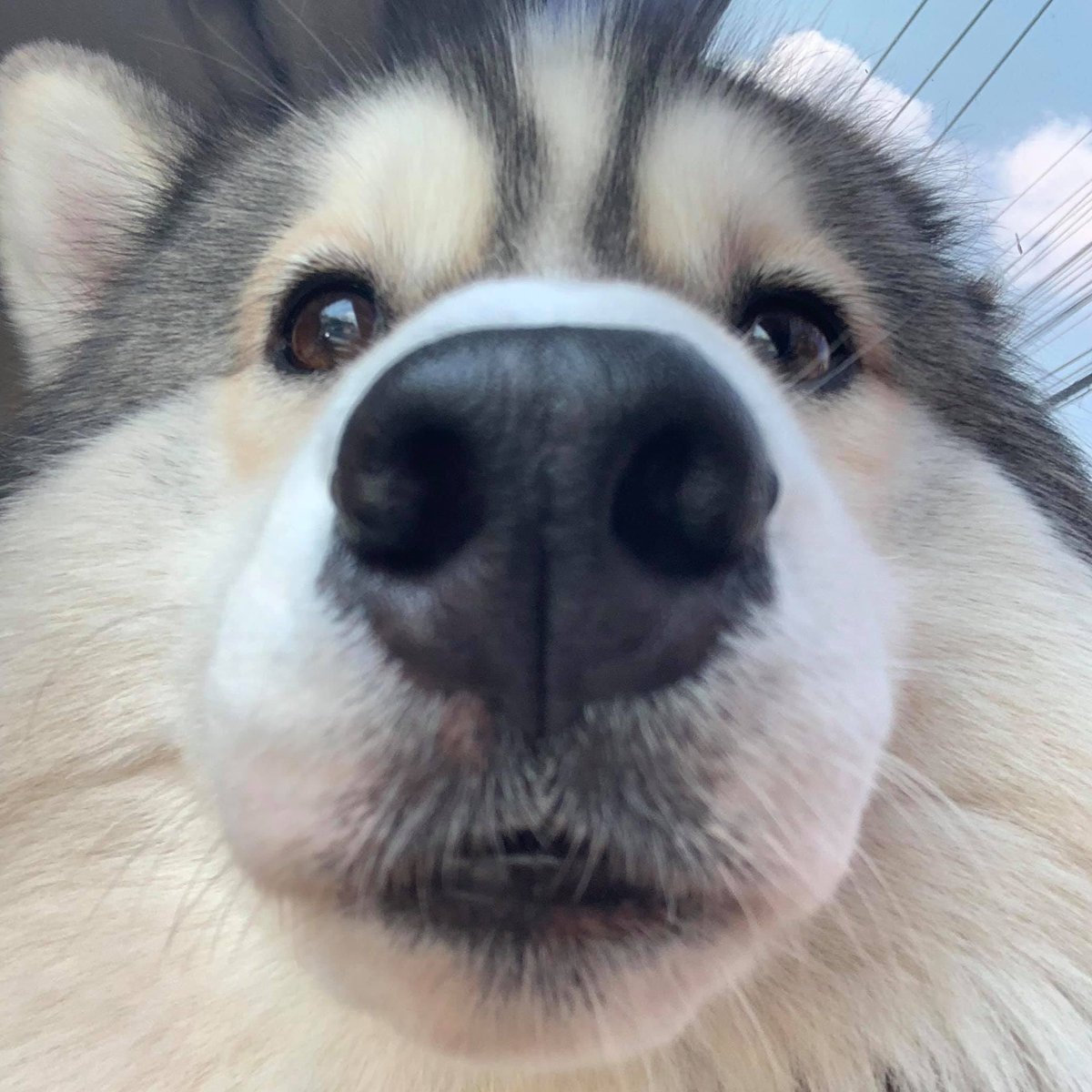 CheyenneAm679's tweet photo. Participate in our event to receive 10000 views if you haven't reached it yet. Just like, comment, and retweet this post. And for those who catch the fox emoji, you'll get an additional 5000 views. Good luck!
https://t.co/aM6pN54uZ4