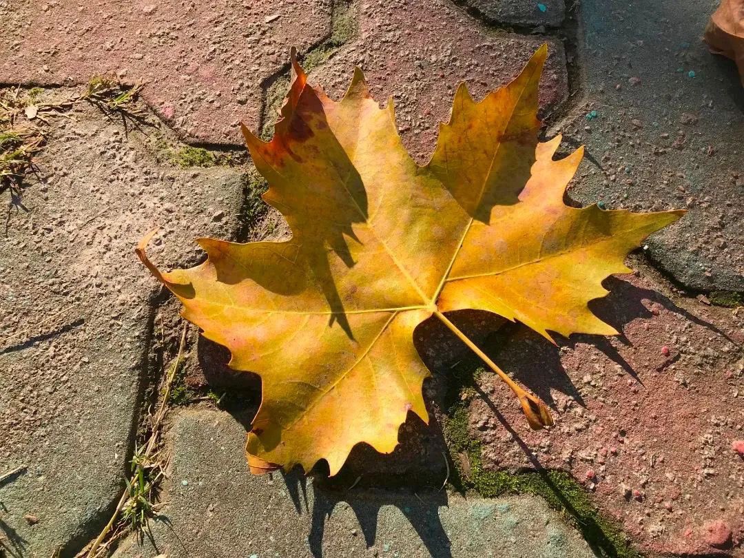 ShangchengVibe's tweet photo. Don't sweep the fallen leaves. Let's enjoy the charm of #Hangzhou in late autumn.🍂🍁 https://t.co/x68MPpYYWh
