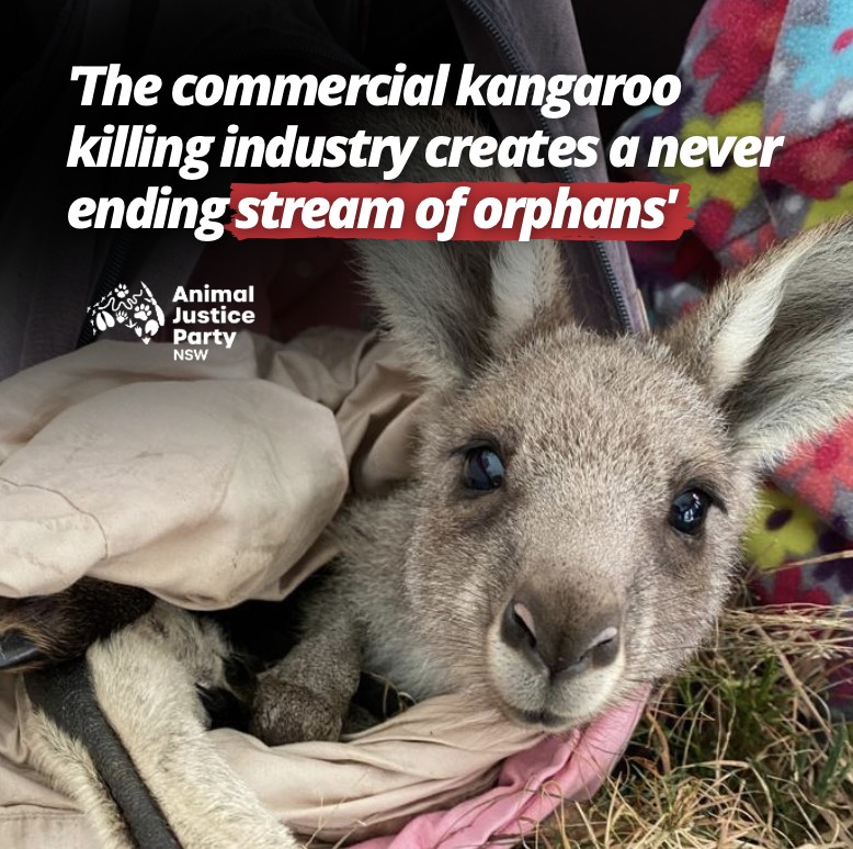 The commercial kangaroo killing industry kills mothers and joeys. Adidas is one of the biggest buyers of kangaroo skin in the world - their demand for the skin of slain kangaroos is driving the killing and misery.