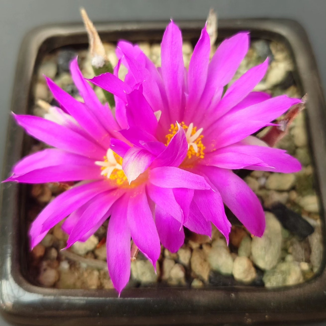 studio GreenPiece (@GreenPiece14) / X