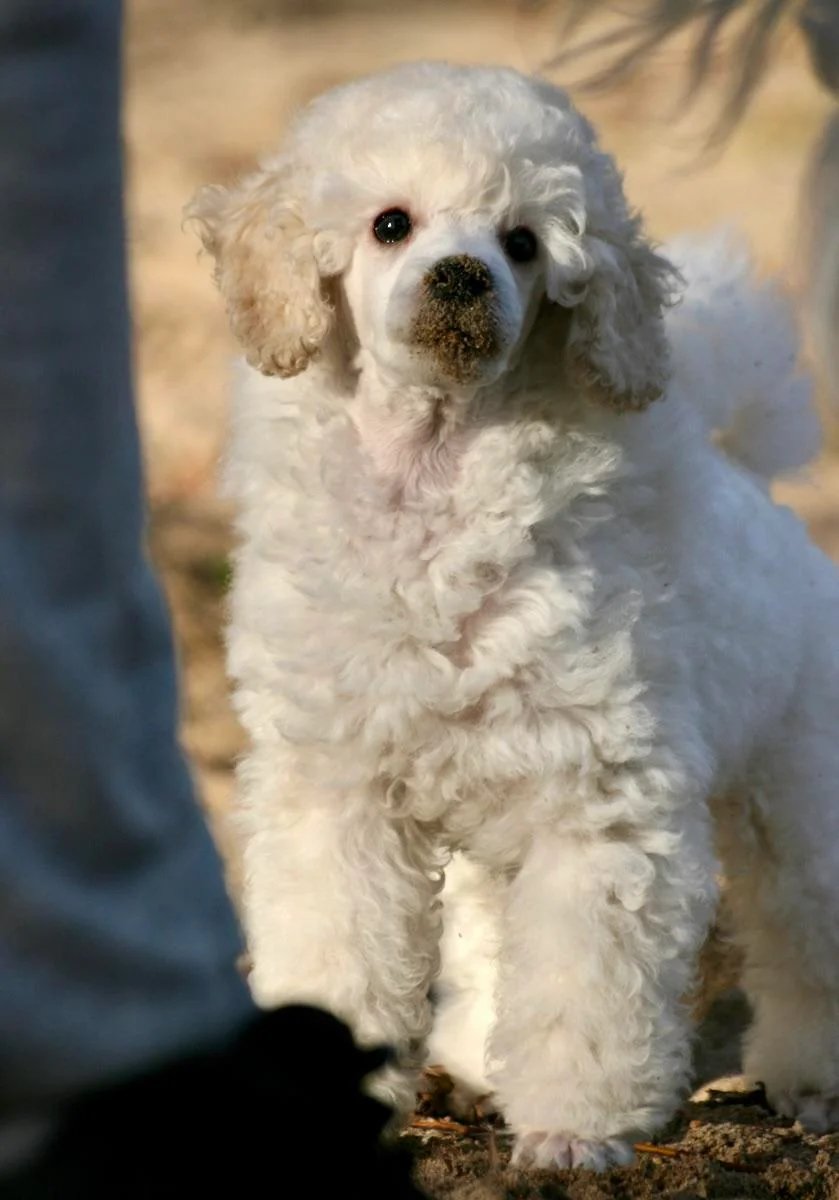 SilkeeShuster's tweet photo. 9 weeks old and filled with mischief
Thorbjørn is such an active puppy and I just love how he is not afraid of anything. My last two puppies of other breeds was a bit more scared and held back, but this little poodle face just want to taste the world, literally 😄 https://t.co/YANhEZo54e