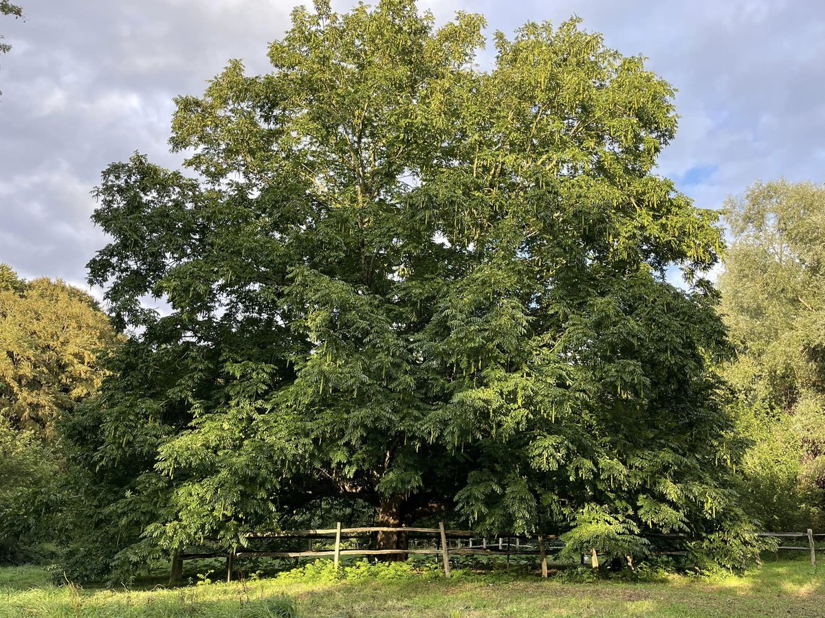 hautsdefrance's tweet photo. Et si l'arbre de l'année était encore un arbre des #hautsdefrance ?
🌳 Cette année, c'est le noyer du Caucase du Domaine de Fresnoy de #LoisonSurCrequoise qui va porter nos couleurs
🌳 Ce majestueux noyer a besoin de vos votes ➡️ https://t.co/AJg7AfoyWQ https://t.co/14gljUEEIf