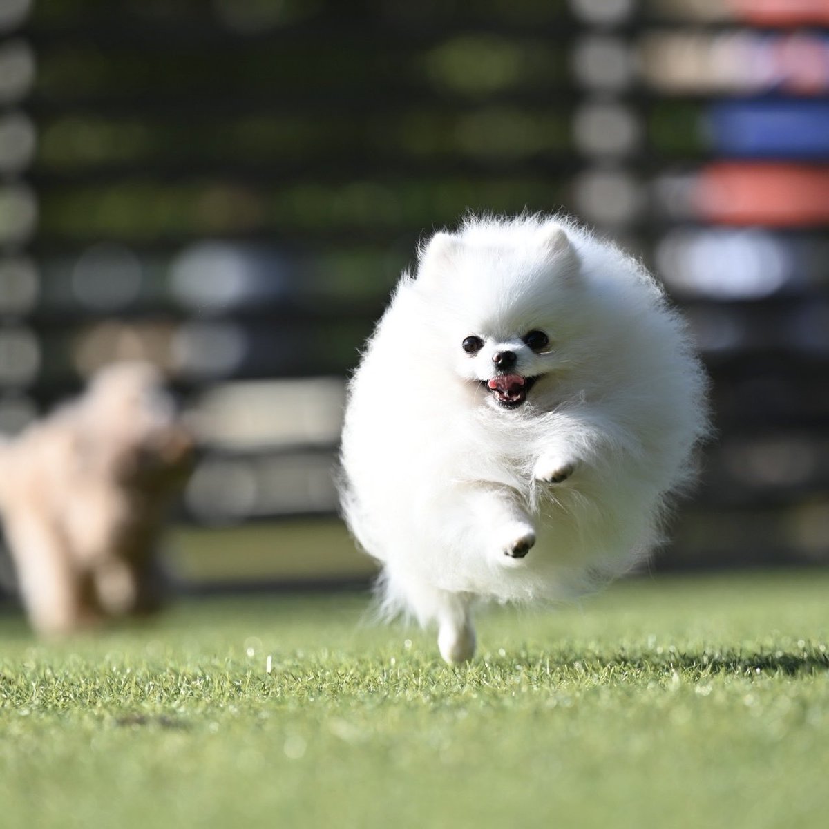 laki_ilio's tweet photo. こんな可愛い顔して走ってた❤️
#犬　#ポメラニアン　#癒し　#モフモフ https://t.co/OvSeODAcL9